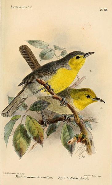 Teretistris fornsi