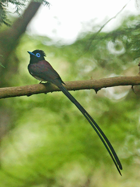 Terpsiphone atrocaudata