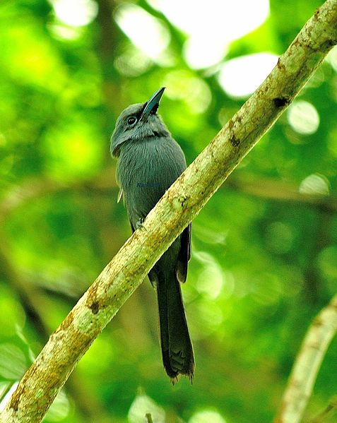 Terpsiphone cyanescens