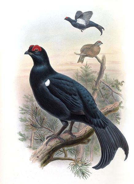 Tetrao mlokosiewiczi