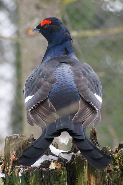 Tetrao tetrix