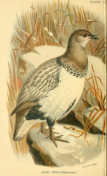 Tetraogallus altaicus