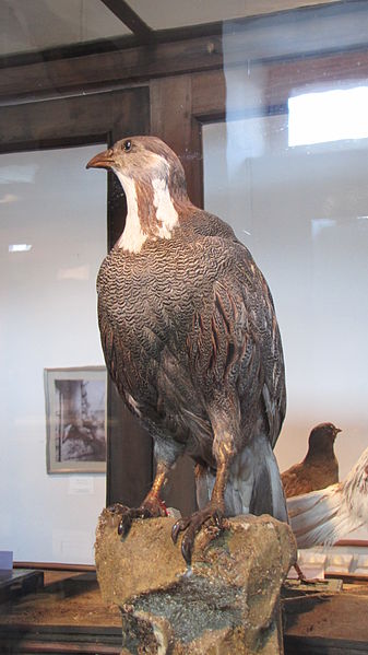 Tetraogallus caspius