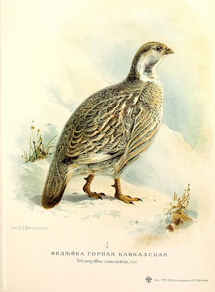 Tetraogallus caucasicus