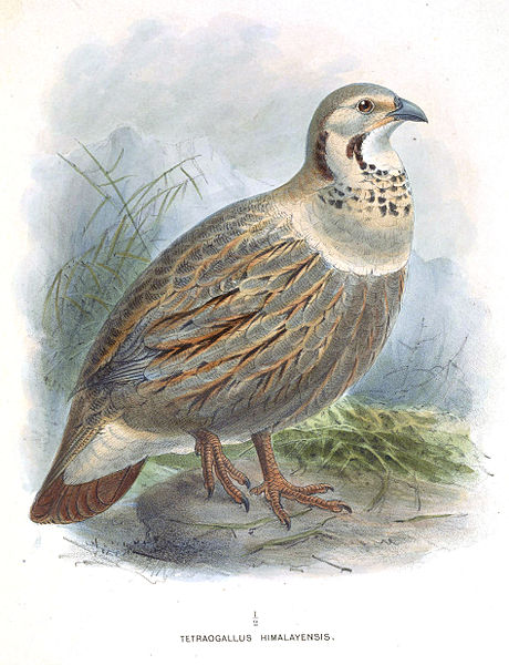 Tetraogallus himalayensis