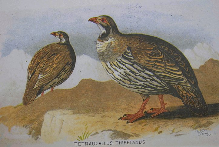 Tetraogallus tibetanus