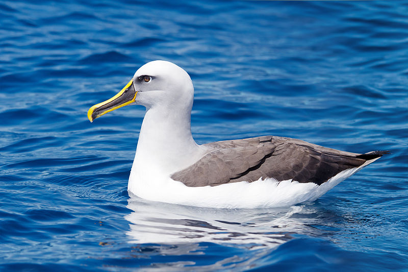 Thalassarche bulleri