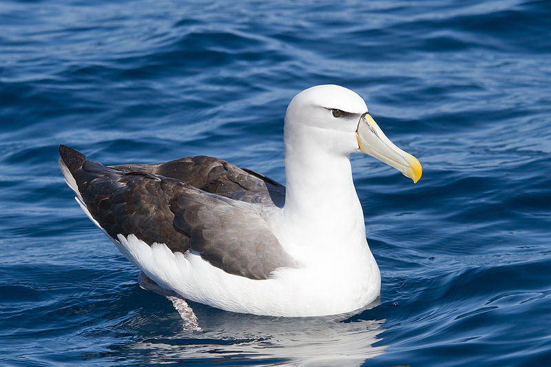 Thalassarche cauta