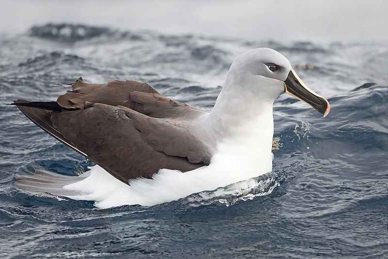 Thalassarche chrysostoma