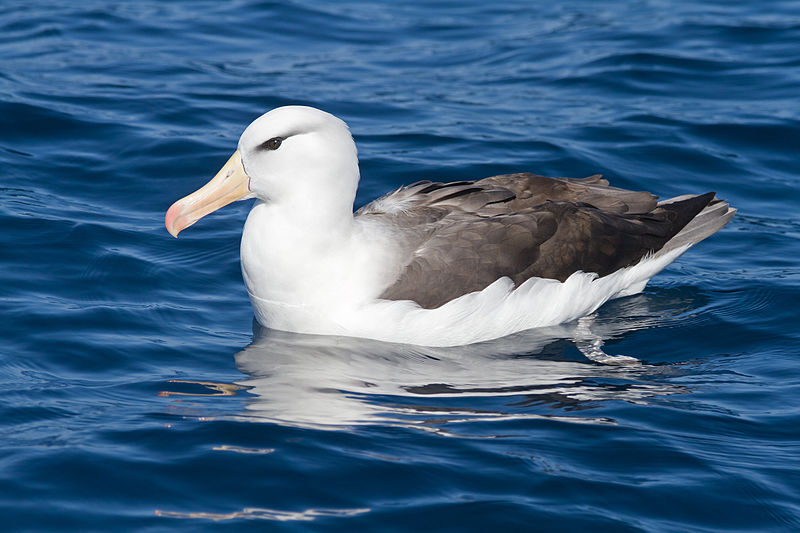 Thalassarche melanophris