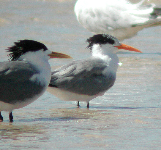 Thalasseus bengalensis