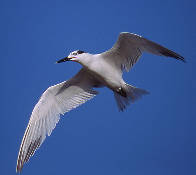 Thalasseus sandvicensis