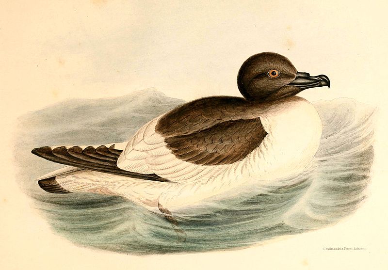 Thalassoica antarctica
