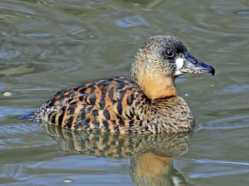 Thalassornis leuconotus