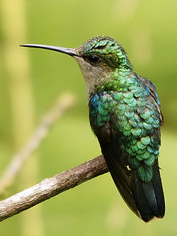 Thalurania colombica