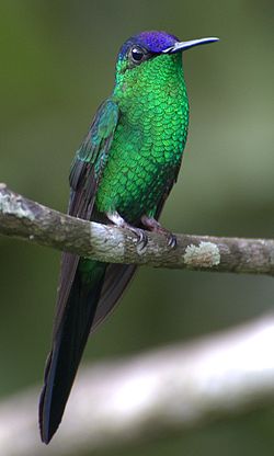 Thalurania glaucopis