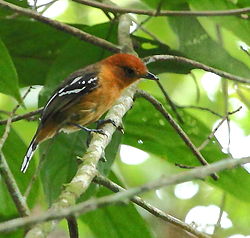 Thamnophilus amazonicus