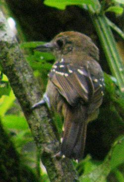 Thamnophilus atrinucha