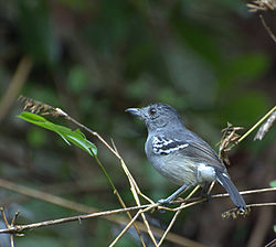 Thamnophilus caerulescens