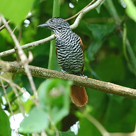 Thamnophilus palliatus