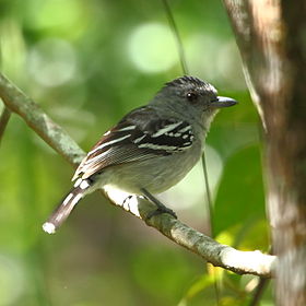 Thamnophilus pelzelni