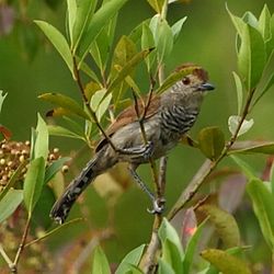 Thamnophilus ruficapillus