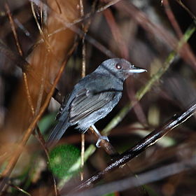 Thamnophilus schistaceus