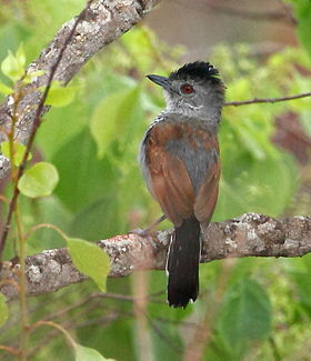 Thamnophilus torquatus