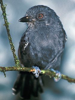 Thamnophilus unicolor