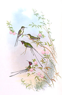 Thaumastura cora