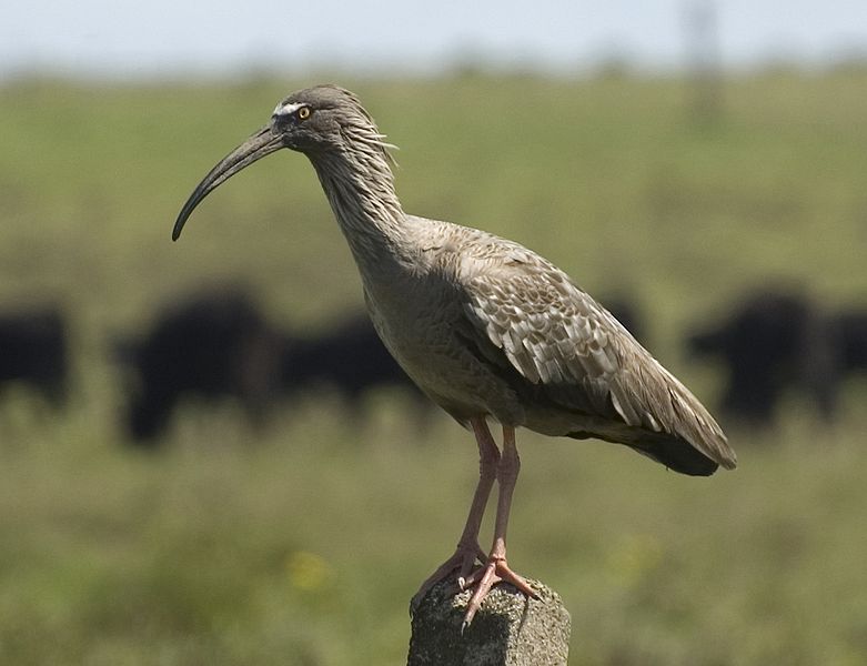 Theristicus caerulescens