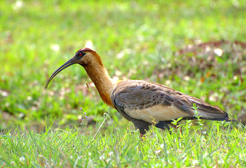 Theristicus caudatus