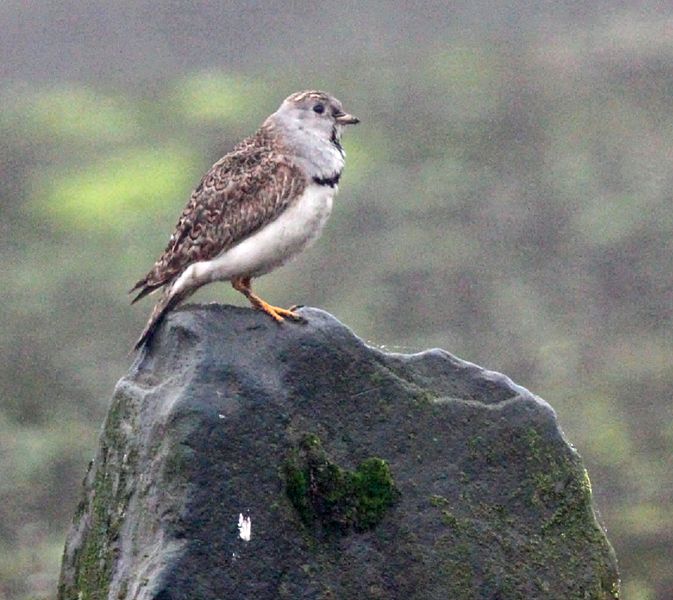 Thinocorus rumicivorus