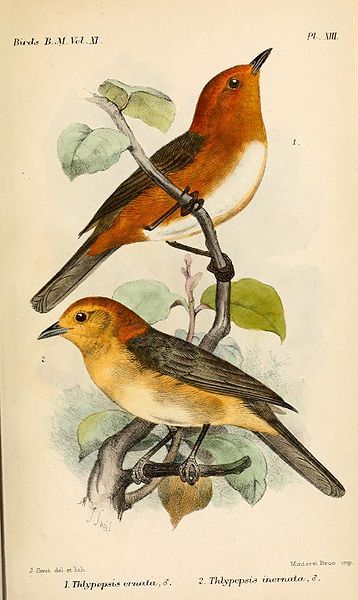 Thlypopsis ornata