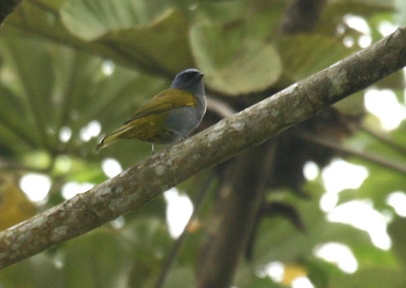 Thraupis cyanocephala