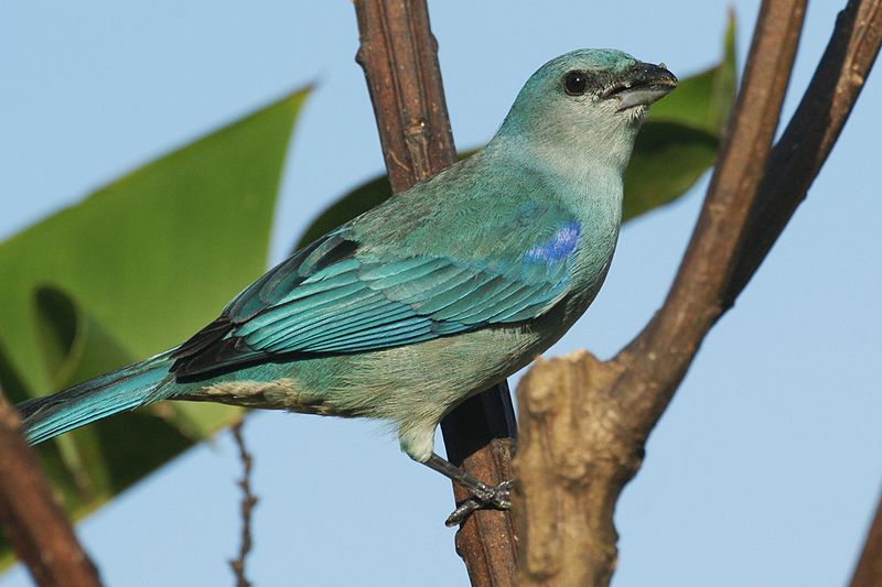 Thraupis cyanoptera
