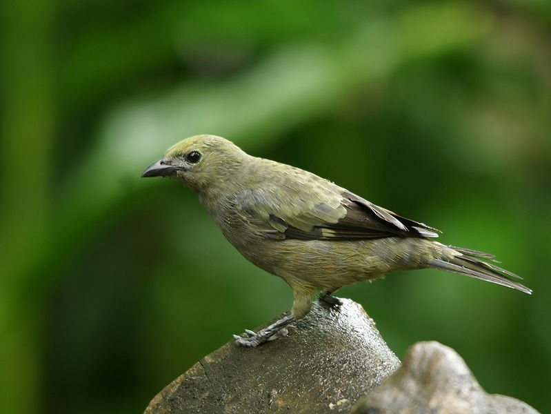 Thraupis palmarum