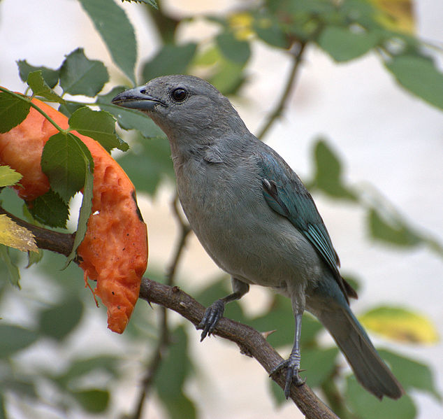 Thraupis sayaca