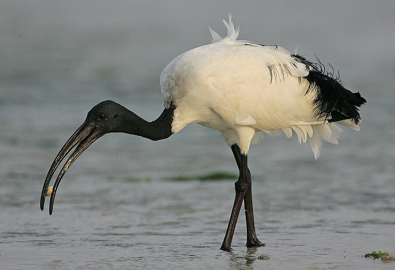 Threskiornis aethiopicus