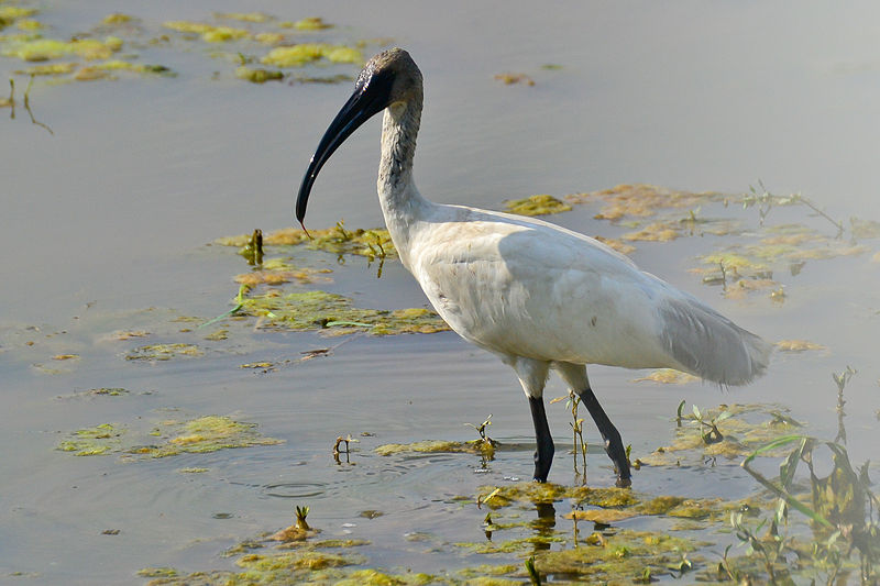 Threskiornis melanocephalus