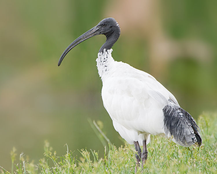 Threskiornis moluccus