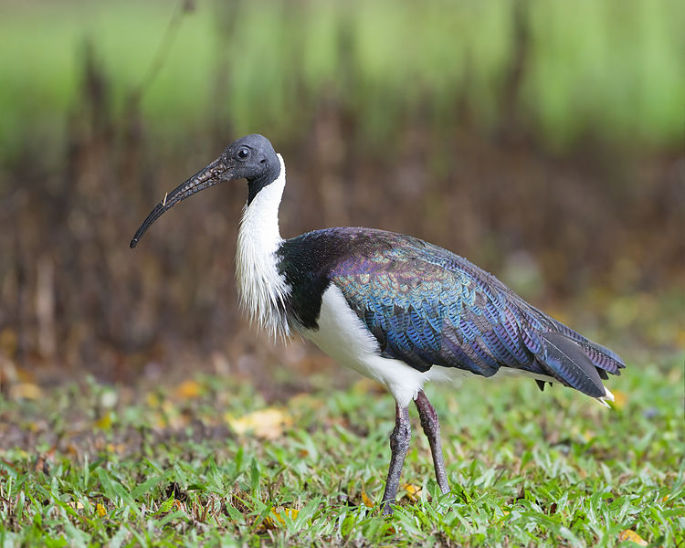 Threskiornis spinicollis