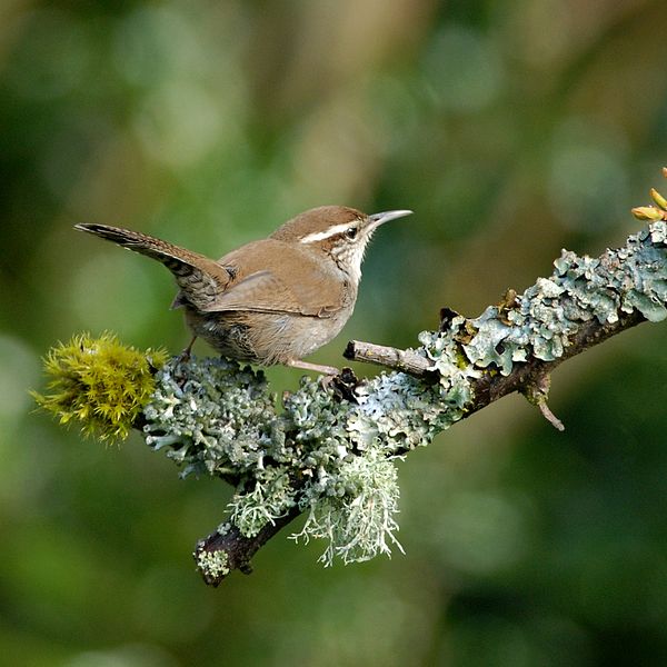 Thryomanes bewickii