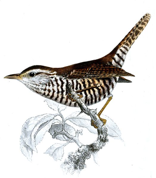 Thryophilus pleurostictus