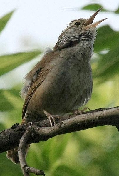 Thryophilus sinaloa