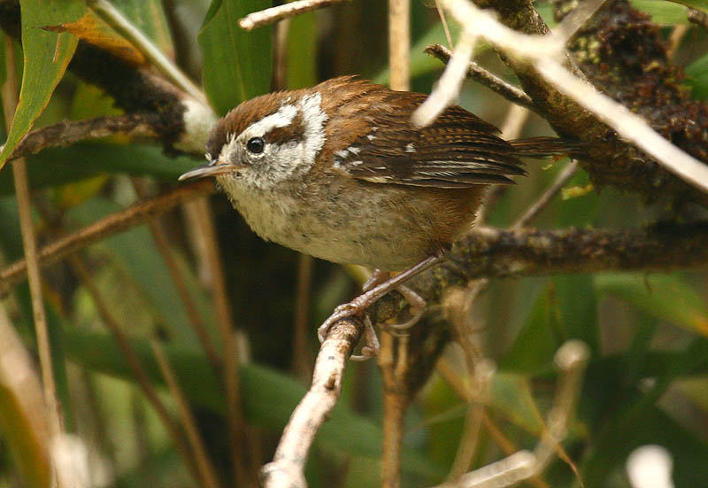Thryorchilus browni