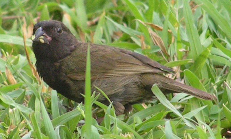 Tiaris bicolor