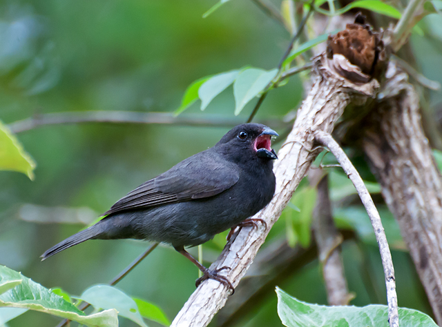 Tiaris fuliginosus