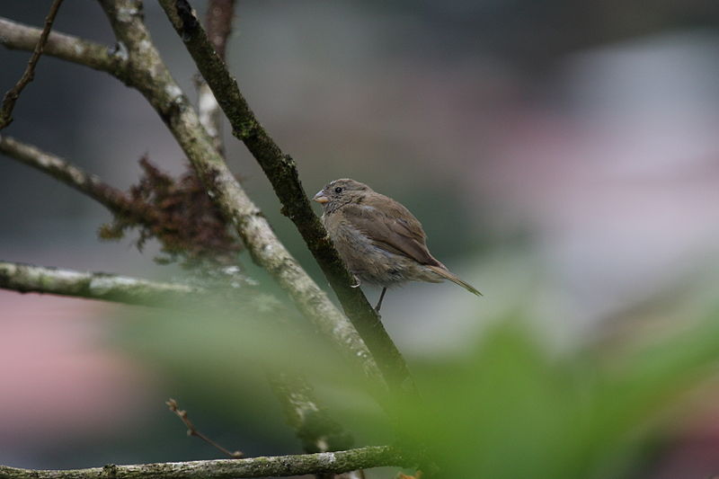 Tiaris obscurus