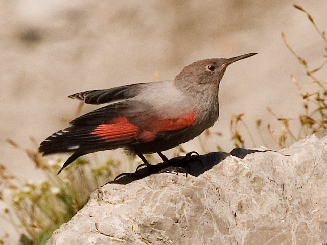 Tichodroma muraria